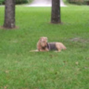 Meet your Posher, Susan